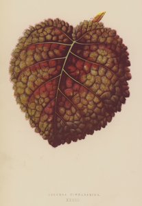 Gesnera Cinnabarina